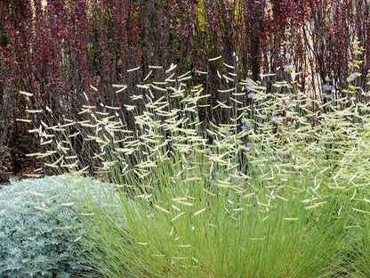1000 BLUE GRAMA GRASS Gramma Bouteloua Gracilis Flower Mosquito Grass Seeds