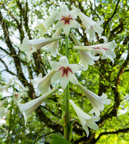 10 Seeds GIANT HIMALAYAN LILY Cardiocrinum Giganteum White & Red Shade Flower