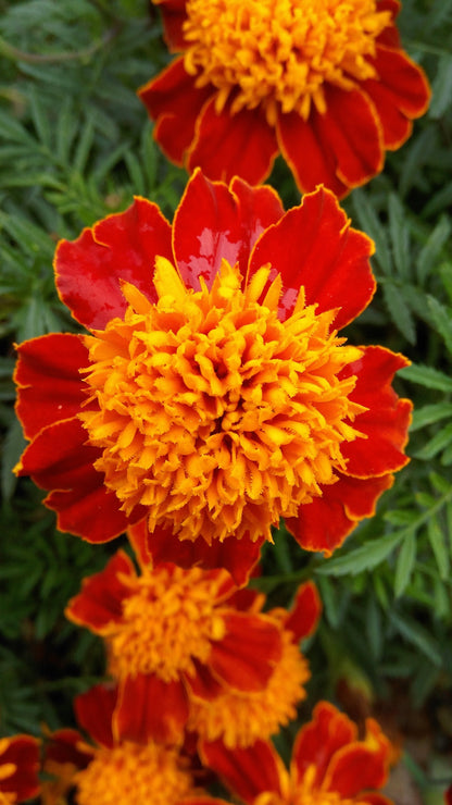 250 DWARF DOUBLE MARIGOLD ' Orange Flame ' Tagetes Patula French Red Flower Seeds