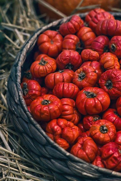 25 RUFFLED RED EGGPLANT Pumpkin On A Stick Edible & Ornamental Solanum Melongena Seeds