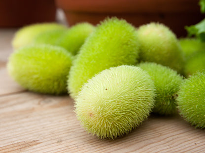 10 WOOLY BEAR GOURD Cucumis Dipsaceus Fuzzy Green Ornamental Seeds