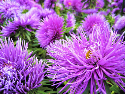 30 VIOLET Purple NEEDLE ASTER Callistephus Chinensis Unicom Flower Seeds
