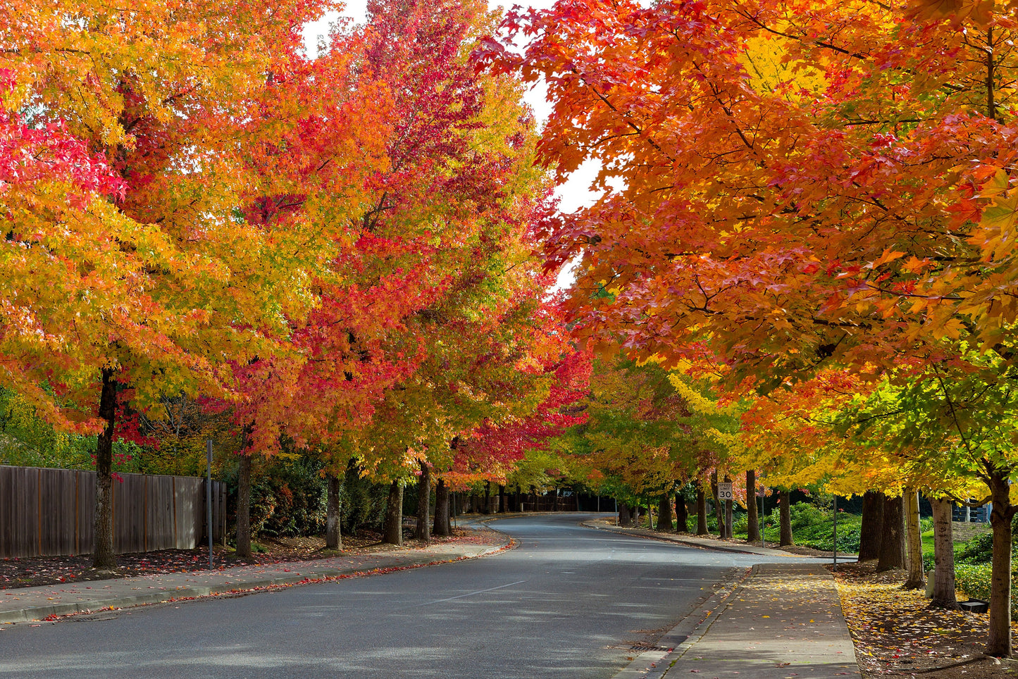 50 AMERICAN SWEETGUM Liquidambar Styraciflua Storax Alligator Sweet Gum Tree Seeds - Great Fall Color! Red Yellow Orange Purple