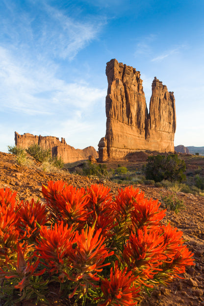 50 Red INDIAN PAINTBRUSH Castilleja Indivisa Flower Seeds