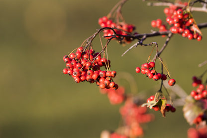 50 WASHINGTON HAWTHORN Crataegus Phaenopyrum Mayflower Shrub Tree Edible Fruit & White Flowers Seeds