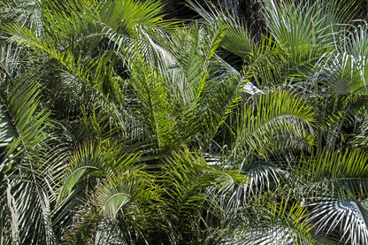 10 COCO PALM Jelly Palm Pindo Butia Capitata Edible Fruit Tree Houseplant Seeds
