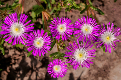 25 STARDUST ICE PLANT Mesembryanthemum Delosperma Floribunda Perennial Purple & White Flower Seeds