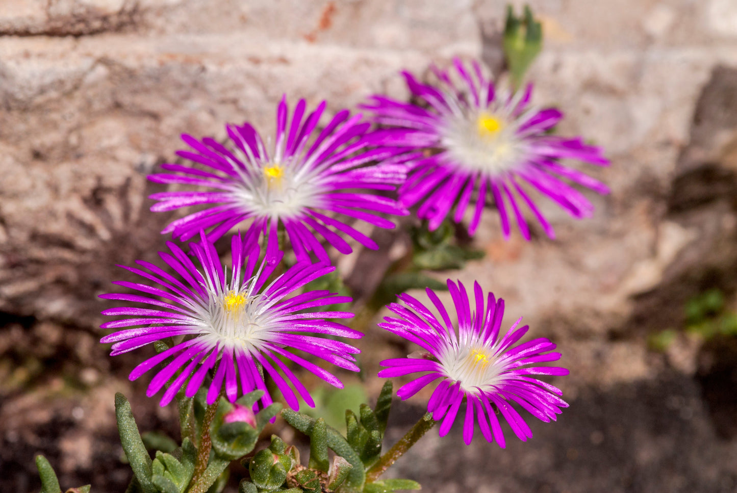 25 STARDUST ICE PLANT Mesembryanthemum Delosperma Floribunda Perennial Purple & White Flower Seeds