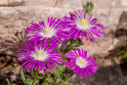 25 STARDUST ICE PLANT Mesembryanthemum Delosperma Floribunda Perennial Purple & White Flower Seeds