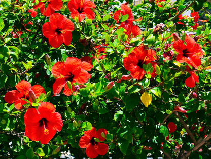 10 Luna RED HARDY HIBISCUS Hibiscus Moscheutos Balhibred Flower Seeds
