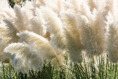 200 WHITE PAMPAS GRASS Cortaderia Selloana Ornamental Flower Seeds