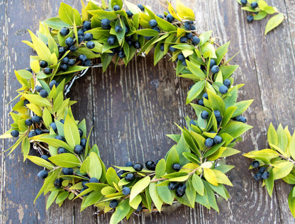 20 TRUE MYRTLE Myrtus Communis aka Common & Sweet Myrtle Fragrant White Flower Edible Blue Berry Fruit Shrub Seeds
