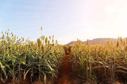 50 HONEY DRIP SORGHUM Bicolor Honey Drop Syrup Grain Vegetable Seeds