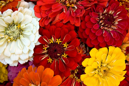 250 ZIN MASTER ZINNIA Mix Elegans Mixed Colors Flower Seeds