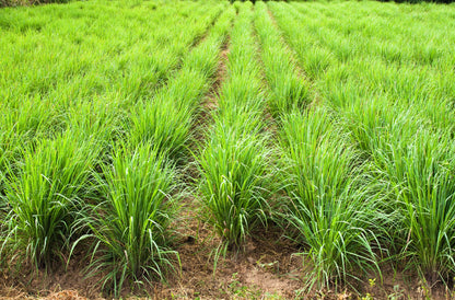 100 LEMONGRASS East Indian Lemon Grass Fragrant Ornamental Edible Cymbopogon Flexuosus Seeds
