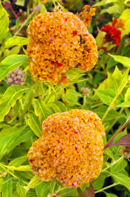 100 CORAL GARDENS Mix CELOSIA Cockscomb Celosia Argentea Cristata Flower Seeds