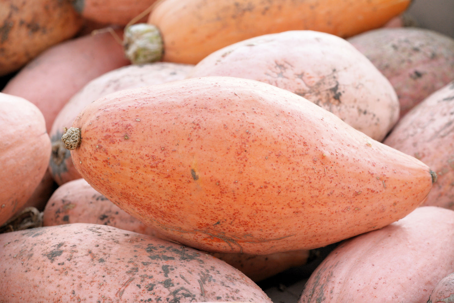 25 Jumbo PINK BANANA SQUASH Cucurbita Maxima Heirloom Winter Vegetable Seeds
