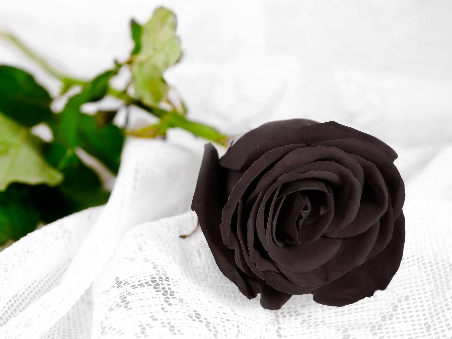 5 BLACK ROSE Rosa Bush Shrub Perennial Flower Seeds