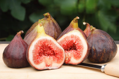 30 COMMON Edible FIG TREE Ficus Carica Purple Brown Skin Pink Flesh Fruit Seeds