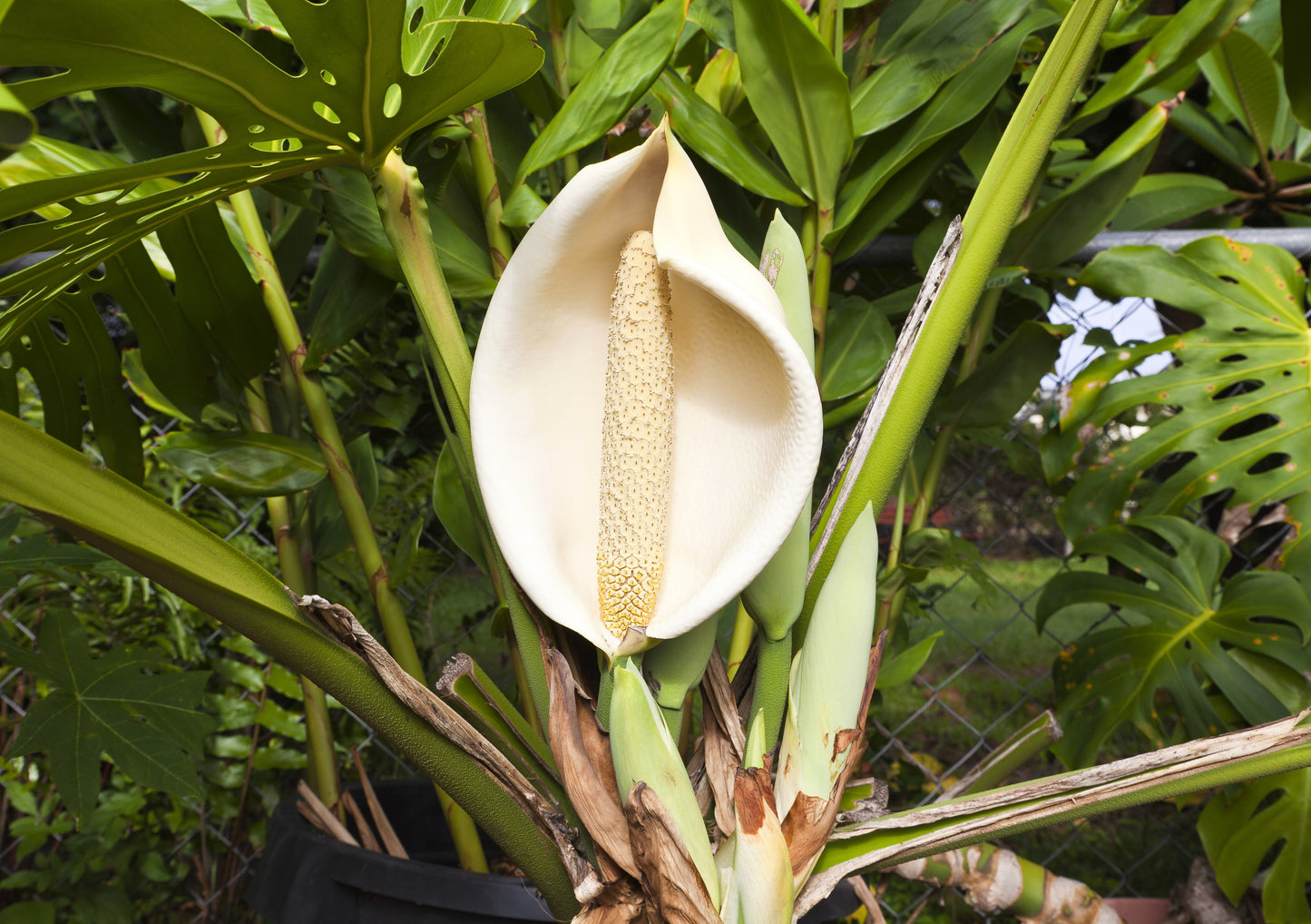 5 Organic SPLIT LEAF PHILODENDRON Monstera Deliciosa Swiss Cheese Plant Vine Seeds