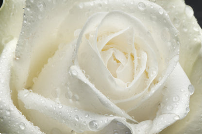 5 WHITE ROSE Rosa Bush Shrub Perennial Flower Seeds