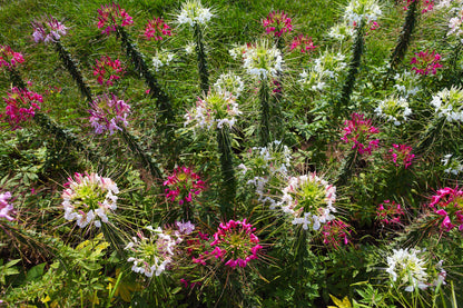 250 MIXED Colors QUEEN CLEOME (Spider Flower) Cleome Hassleriana Cleome Spinosa Flower Seeds