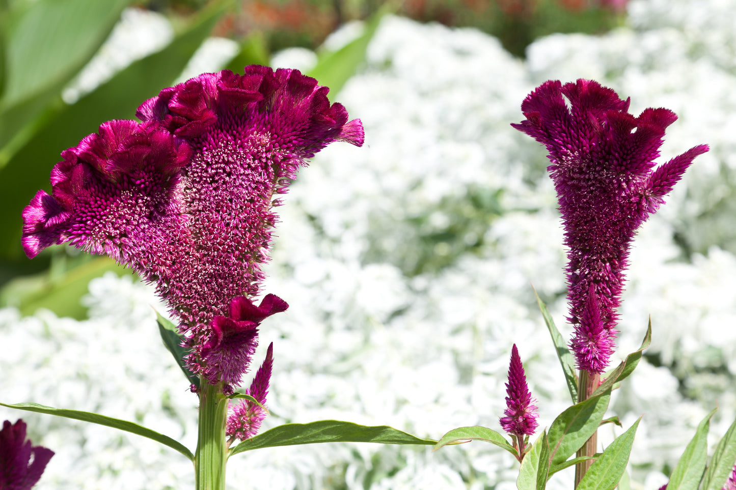 100 CORAL GARDENS Mix CELOSIA Cockscomb Celosia Argentea Cristata Flower Seeds