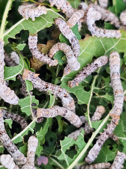 Silkworms