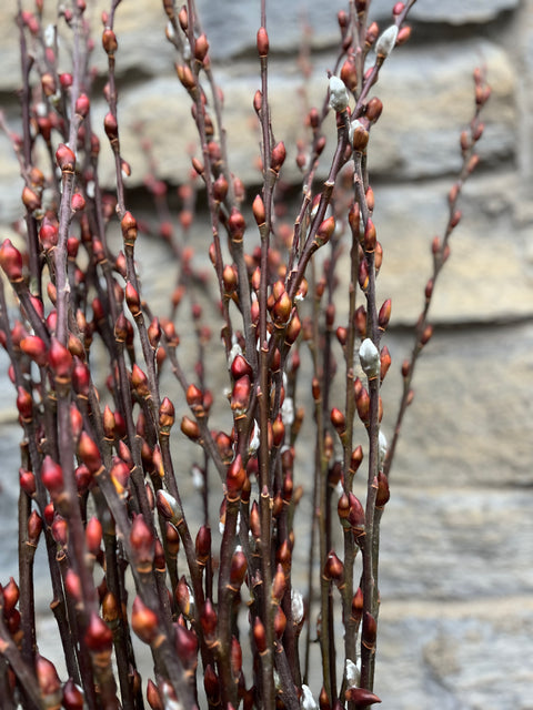Silky Willow Cuttings Lot of 5 - Unrooted Salix sericea Native Shrub for Propagation and Planting