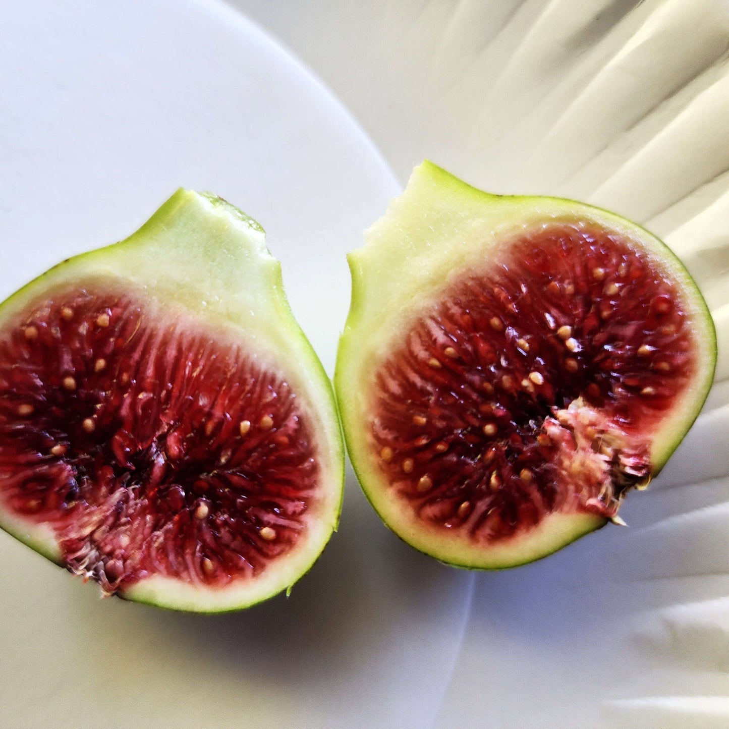Smith Fig Cuttings 5 Unrooted 6-8" Ficus carica Rare Premium Heirloom Fruit Tree Propagation
