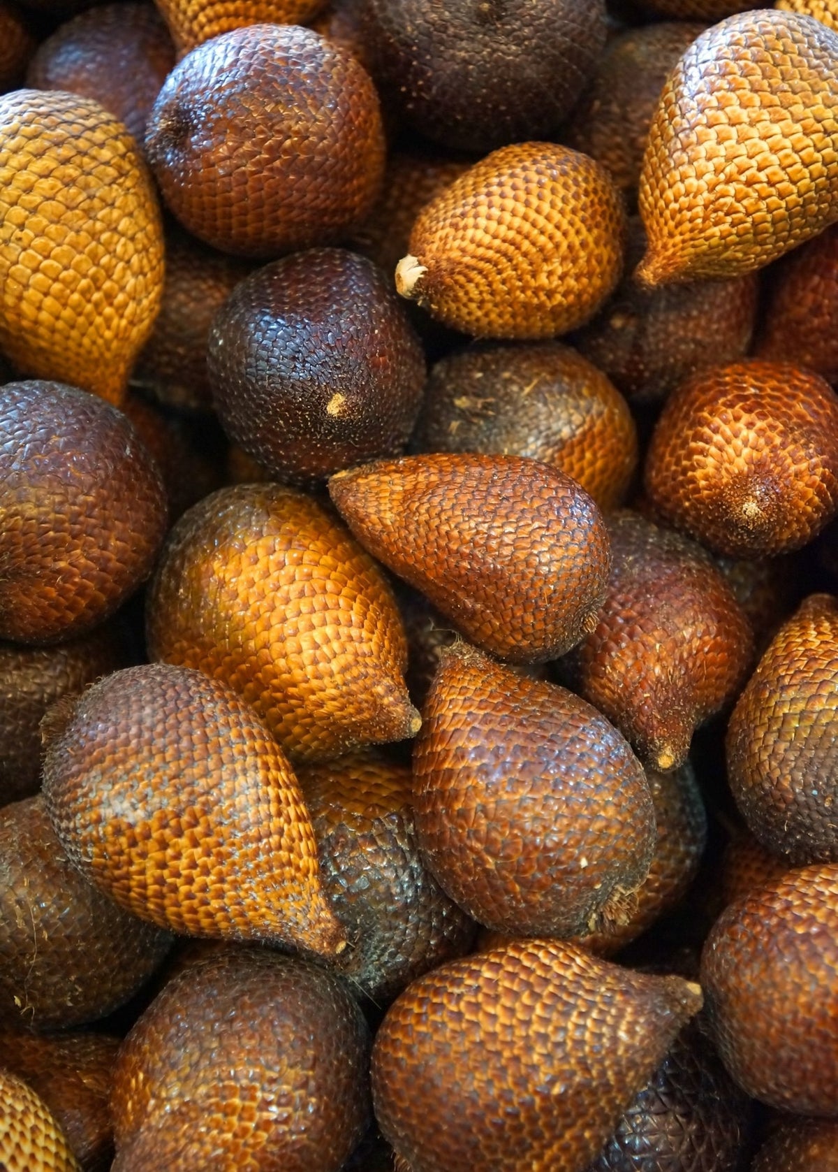 Snake Fruit (Salacca zalacca) Tropical Edible Fruit Plant, Juicy, Scaly Skin, Self-Pollinating, Container Friendly