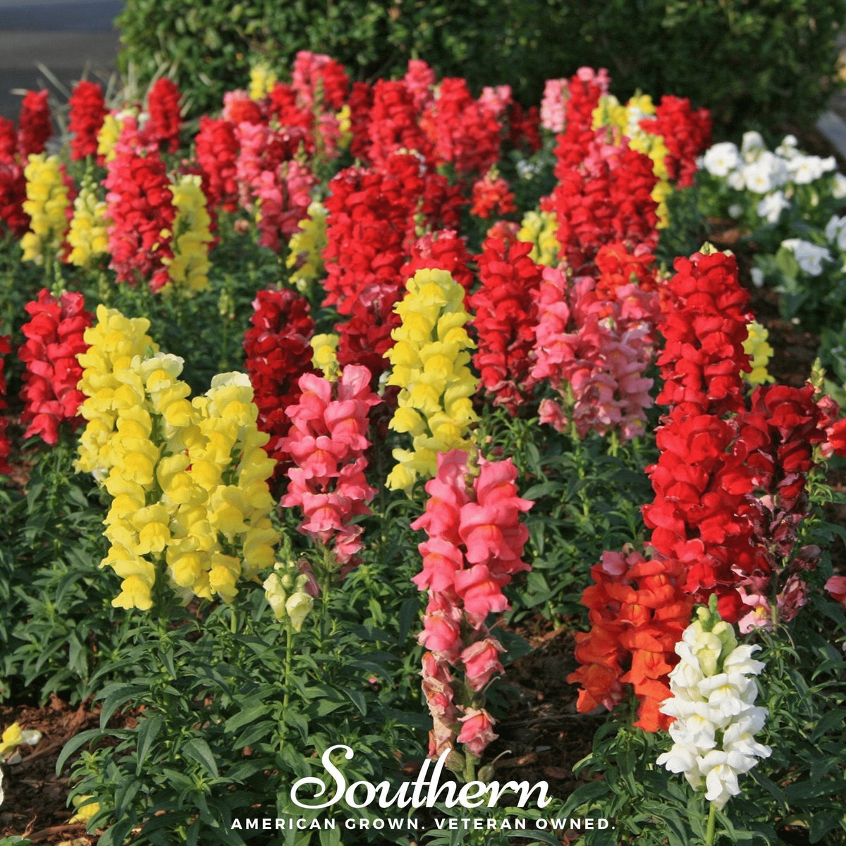 Tetra Snapdragon Mix Seeds – Heirloom, Open Pollinated, Rainbow Colors, Antirrhinum majus, 200 Seeds