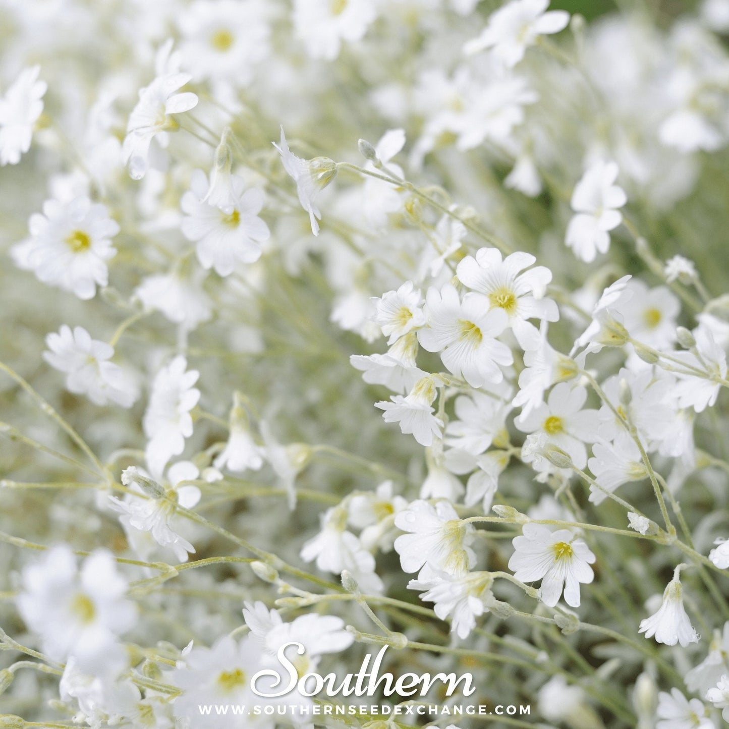 Snow in Summer Chickweed Seeds – Perennial Groundcover, Drought-Tolerant, White Star-Shaped Flowers, Cerastium biebersteinii, 100 Seeds