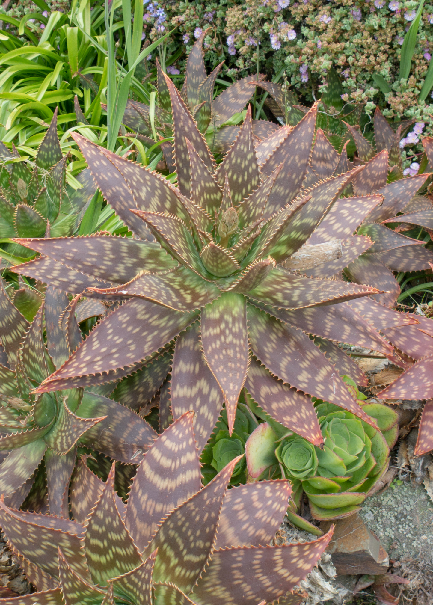 Soap Aloe Plant, Aloe maculata, Succulent Groundcover with Red & Orange Flowers, Drought Tolerant, Ornamental, Natural Soap Aloe