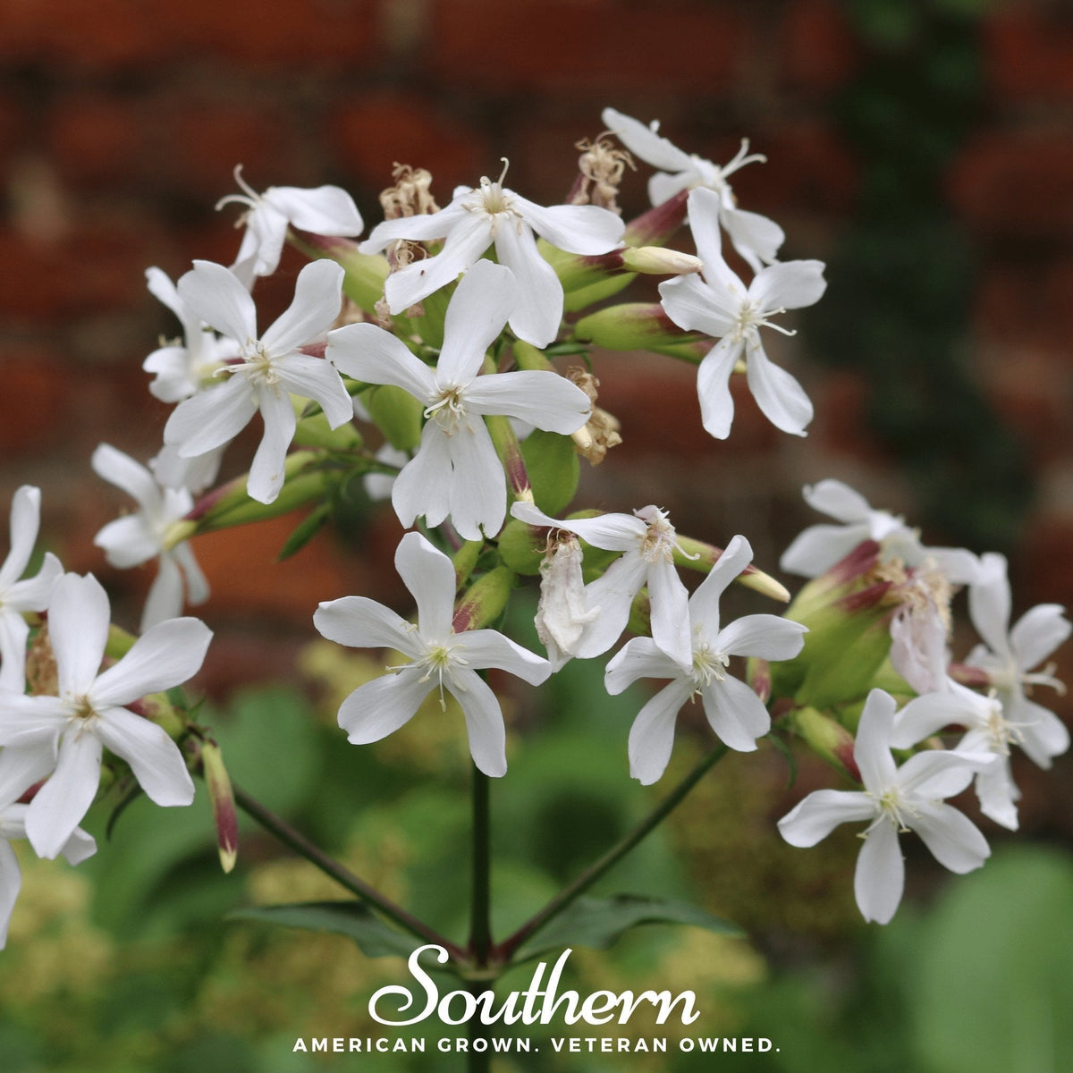Soapwort Seeds - 100 Heirloom Saponaria officinalis Perennial with Pink & White Flowers, Natural Soap Plant