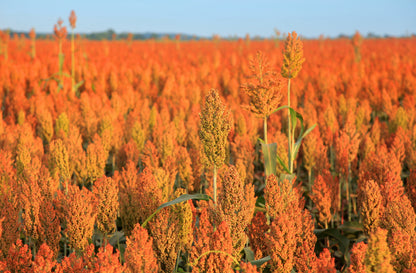 20 Syrup ROX ORANGE SORGHUM Waconia Sugar Cane Bicolor Vegetable Grain Seeds