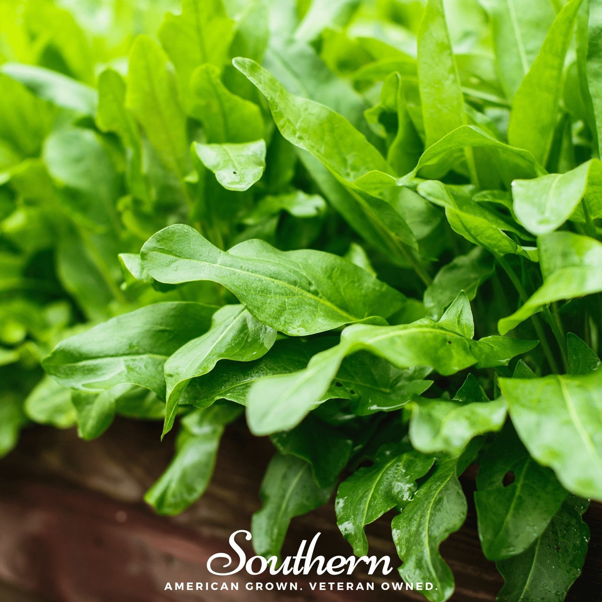 Garden Sorrel Seeds – Heirloom Perennial, Lemon Flavor, 200 Seeds, Rumex acetosa, Edible Green, Cut-and-Come-Again