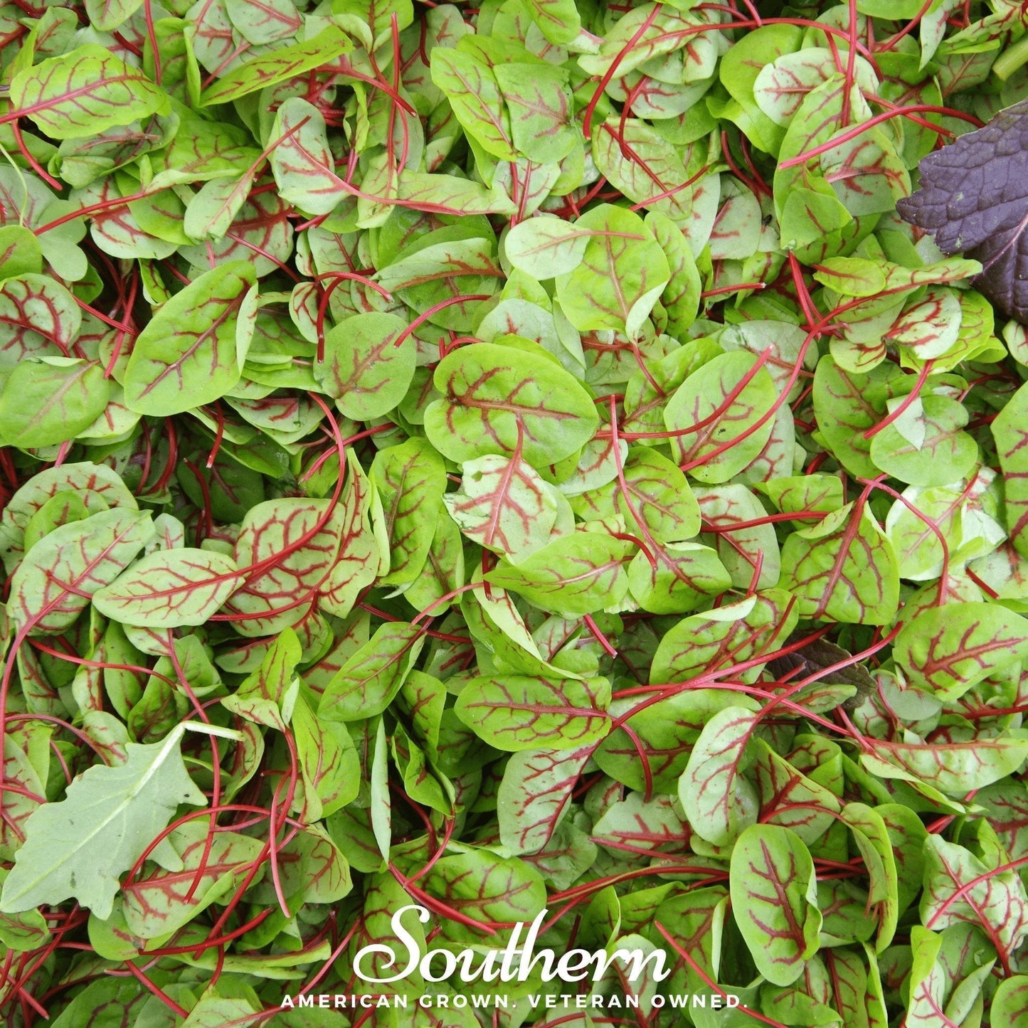 Red Veined Sorrel Seeds – Heirloom Edible Greens, Ornamental, Rumex sanguineus, 200 Seeds