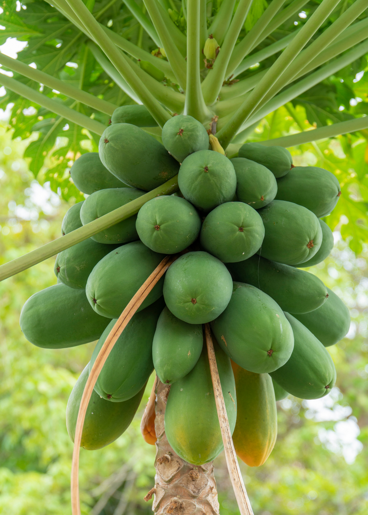 Dwarf Red Lady Papaya Tree - Compact Tropical Fruit Tree with Red-Orange Flesh - Carica papaya