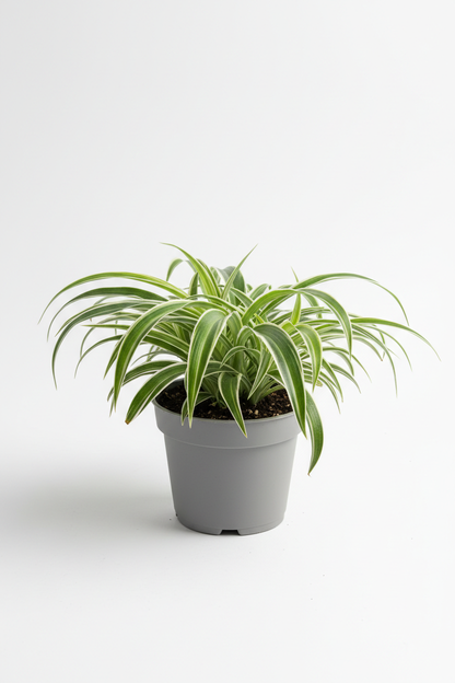 Reverse Spider Plant (Chlorophytum comosum) – Multiple Sizes & Pot Options