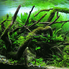 Spiderwood Driftwood Small (4-6")