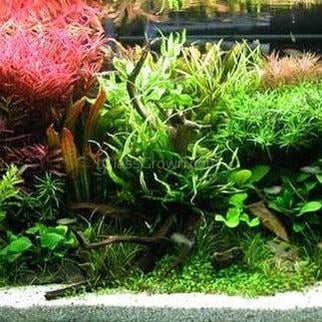 Spiderwood Driftwood Small (4-6")