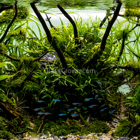 Spiderwood Driftwood Small (4-6")