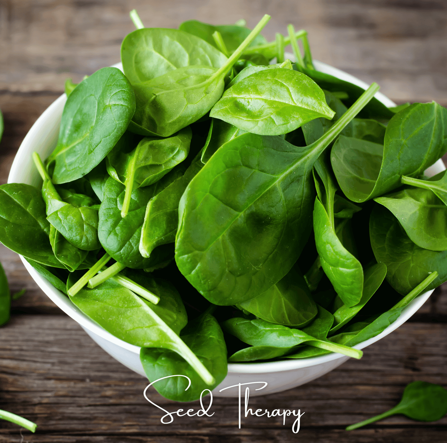 Bloomsdale Spinach Seeds – Heirloom, Open Pollinated, Non-GMO, 150 Seeds, Cool-Weather Green, Dark Green, Thick Leaves, Spinacia oleracea
