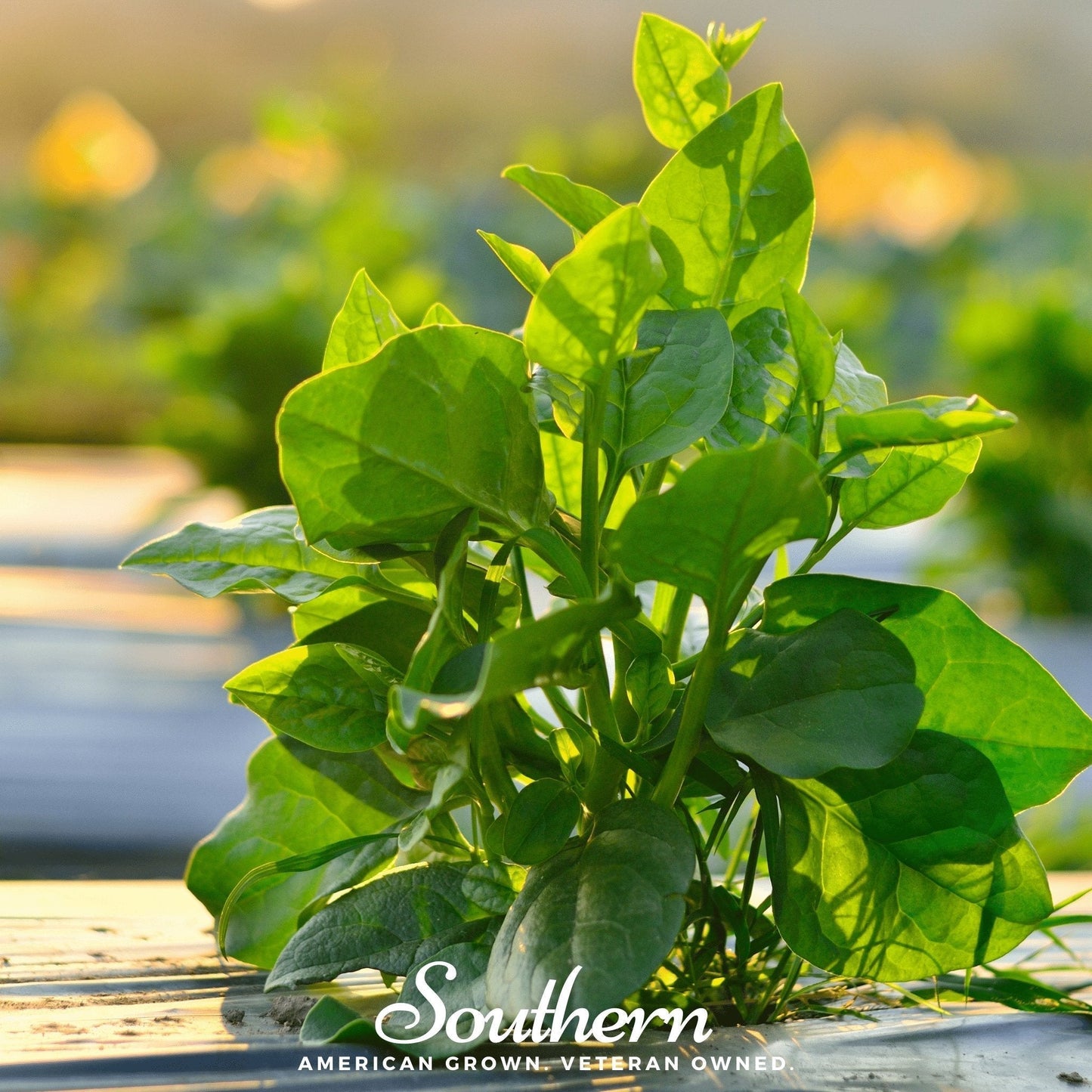 Malabar Green Spinach Seeds – 100 Non-GMO Heirloom, Easy to Grow, American Grown Basella rubra