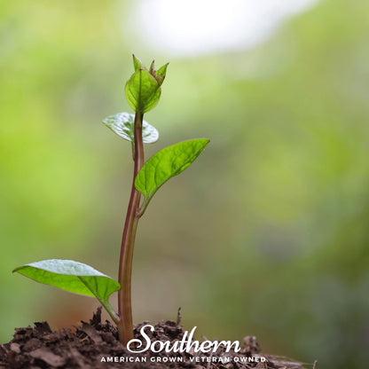 Malabar Red Spinach – 50 Seeds