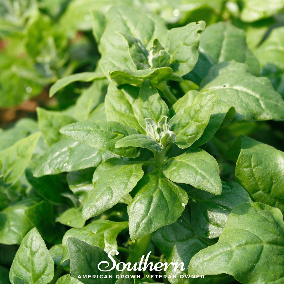 New Zealand Spinach Seeds – Heirloom, Heat-Tolerant, Groundcover, Tetragonia tetragonioides, 30 Seeds