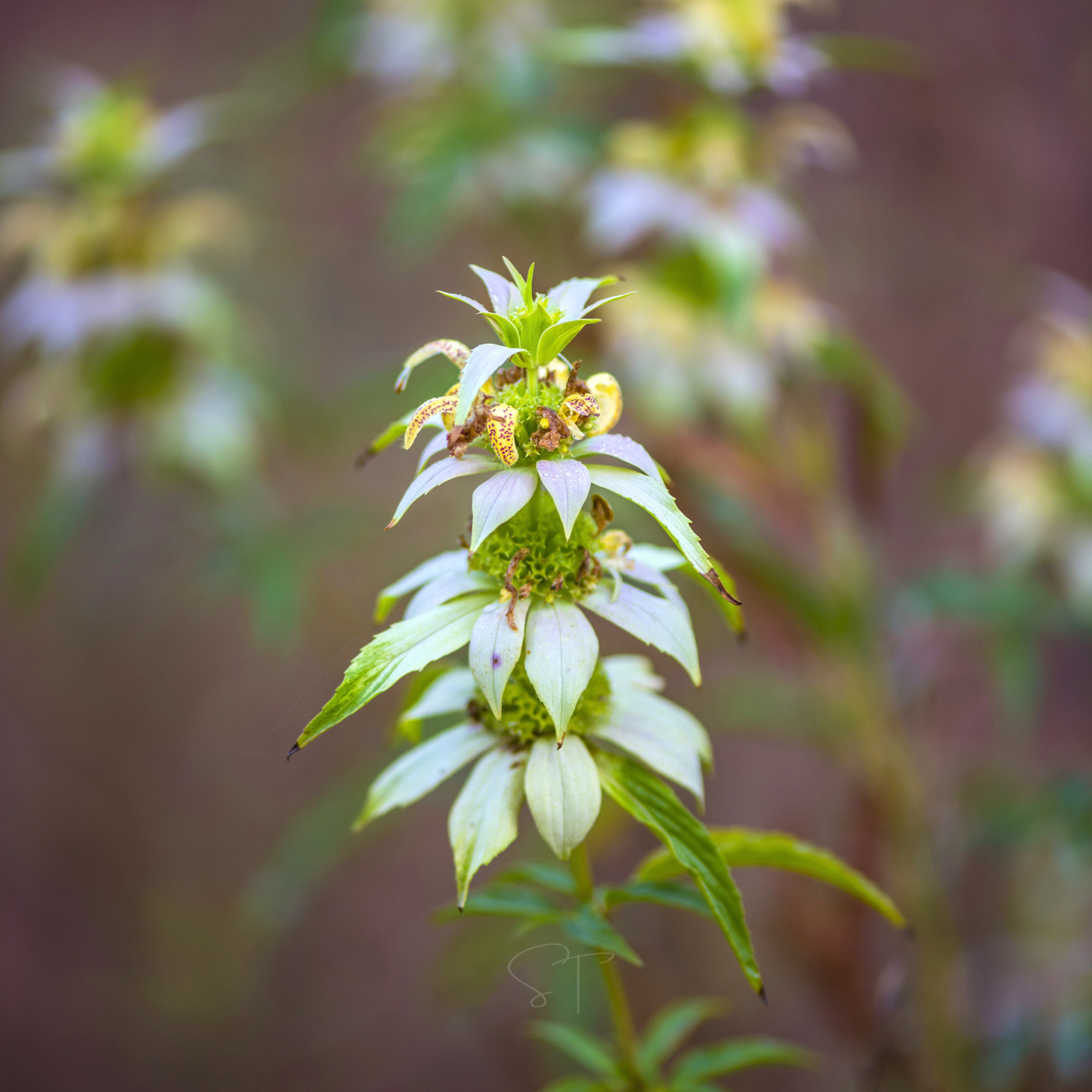 Spotted Bee Balm (Horsemint) – 50 Seeds