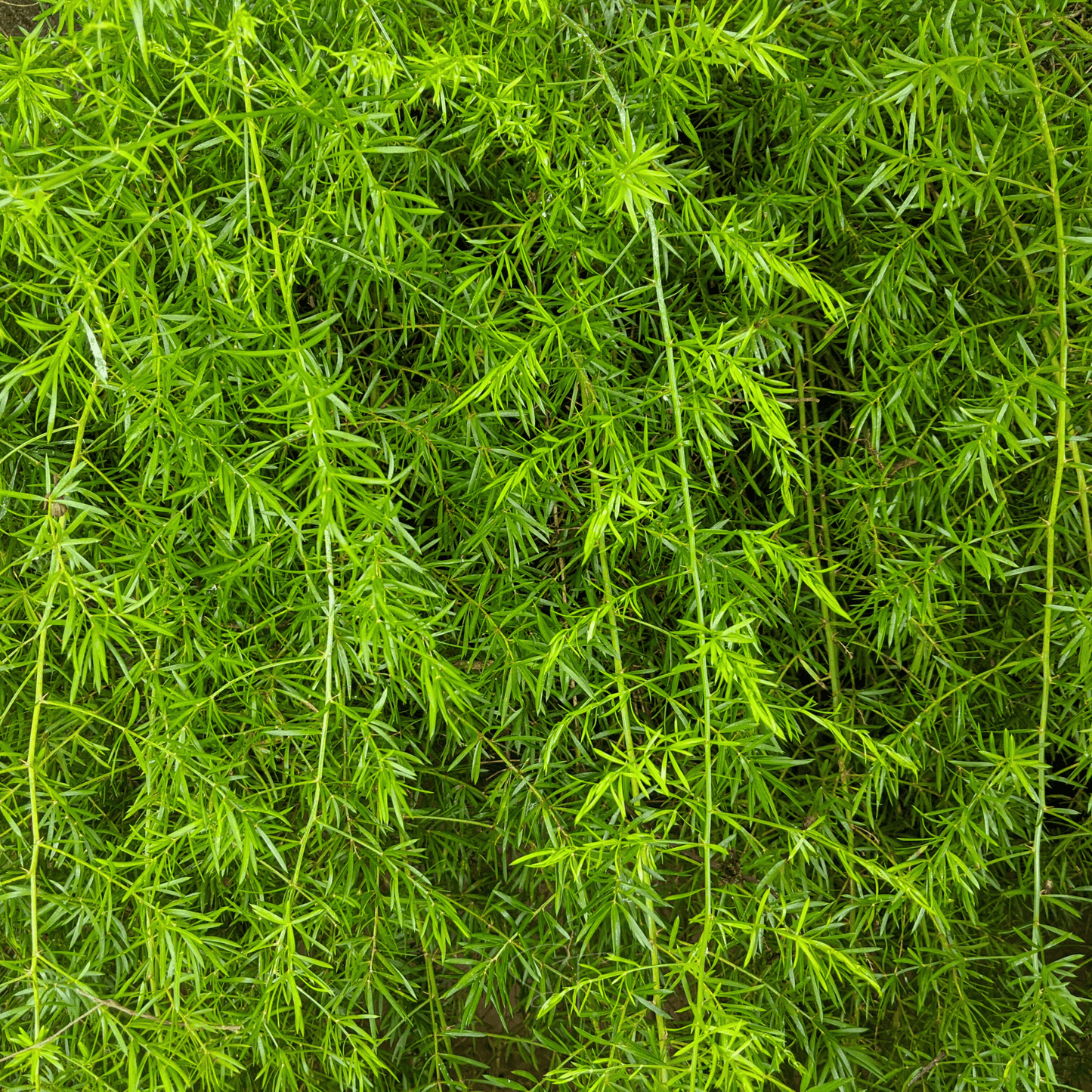 Sprengeri Asparagus Fern – 15 Seeds