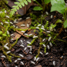 4oz Choose Your Own Springtails (LIVE SHIPMENT ADDON ONLY)